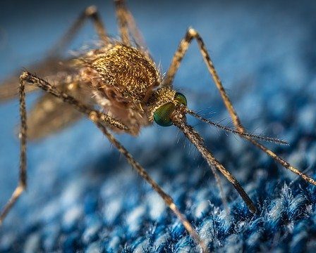 Disinfestazione delle Zanzara come si fa, i vari metodi per eliminarle dal giardino