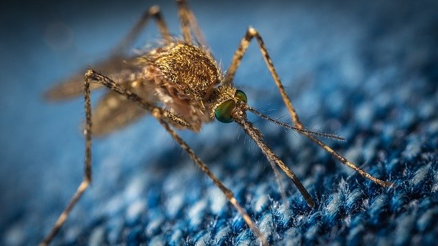 Disinfestazione delle Zanzara come si fa, i vari metodi per eliminarle dal giardino