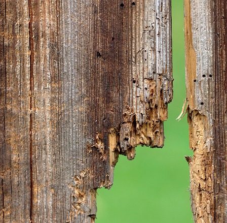 Tarli del legno, come riconoscere i segni e le tipologie