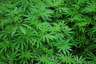 Marijuana autofiorente: di cosa si tratta?