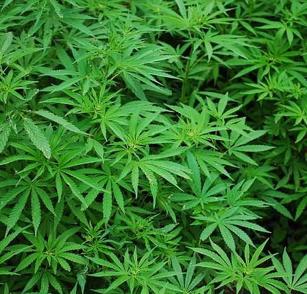 Marijuana autofiorente: di cosa si tratta?