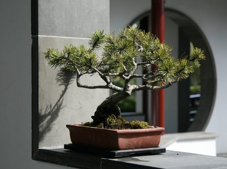 Tutte le procedure per rinvasare un bonsai