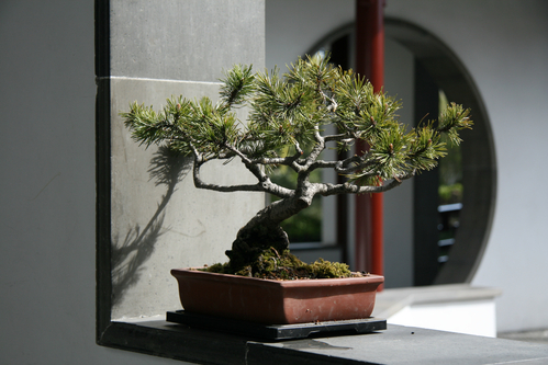 Tutte le procedure per rinvasare un bonsai