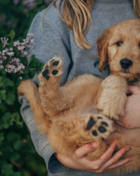 Come alleviare i dolori del cane