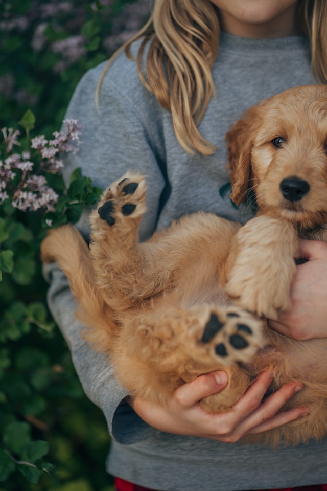 Come alleviare i dolori del cane