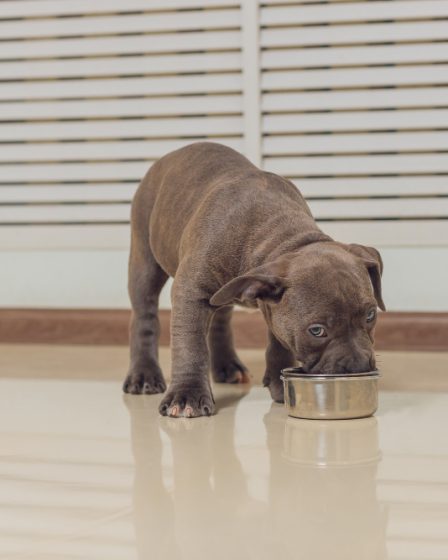 Indicatori di allarme quando il vominto canino necessita attenzione veterinaria