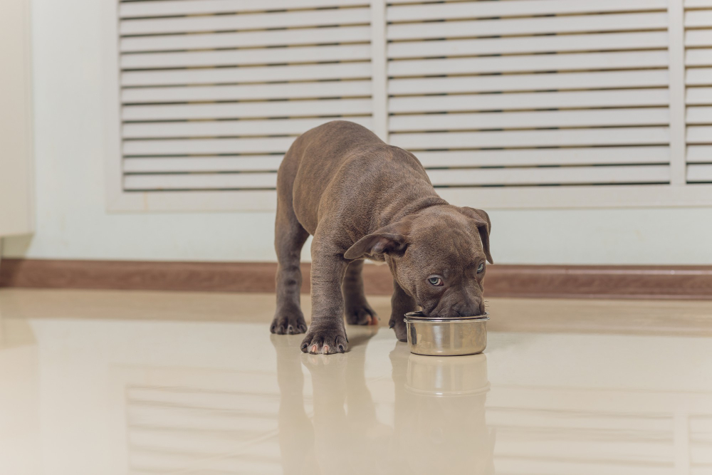 Indicatori di allarme quando il vominto canino necessita attenzione veterinaria